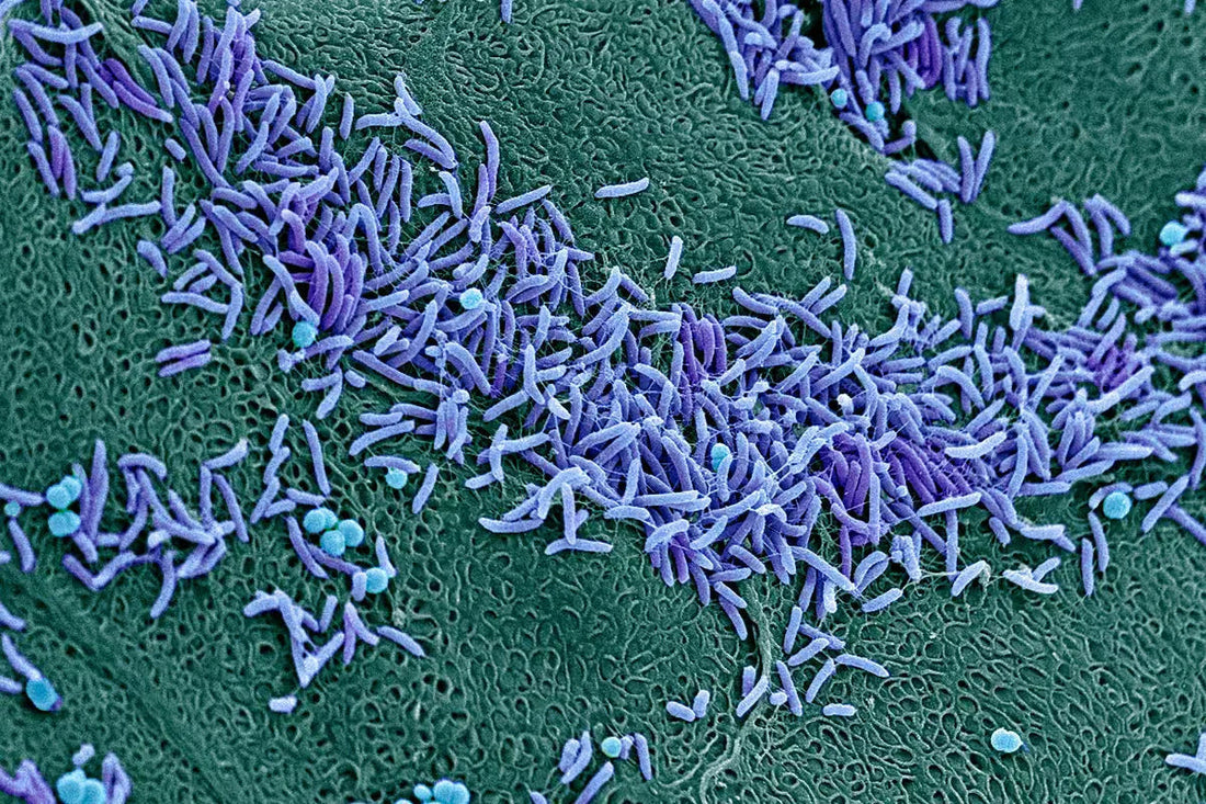 ¿Qué es el microbioma vaginal?