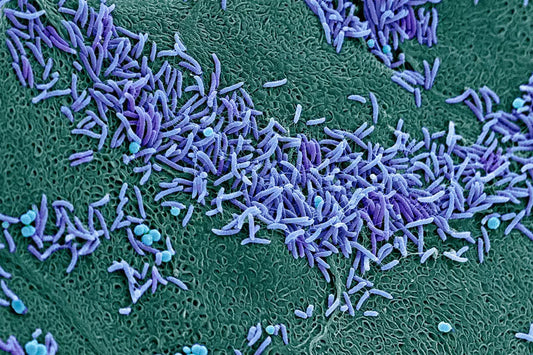 ¿Qué es el microbioma vaginal?