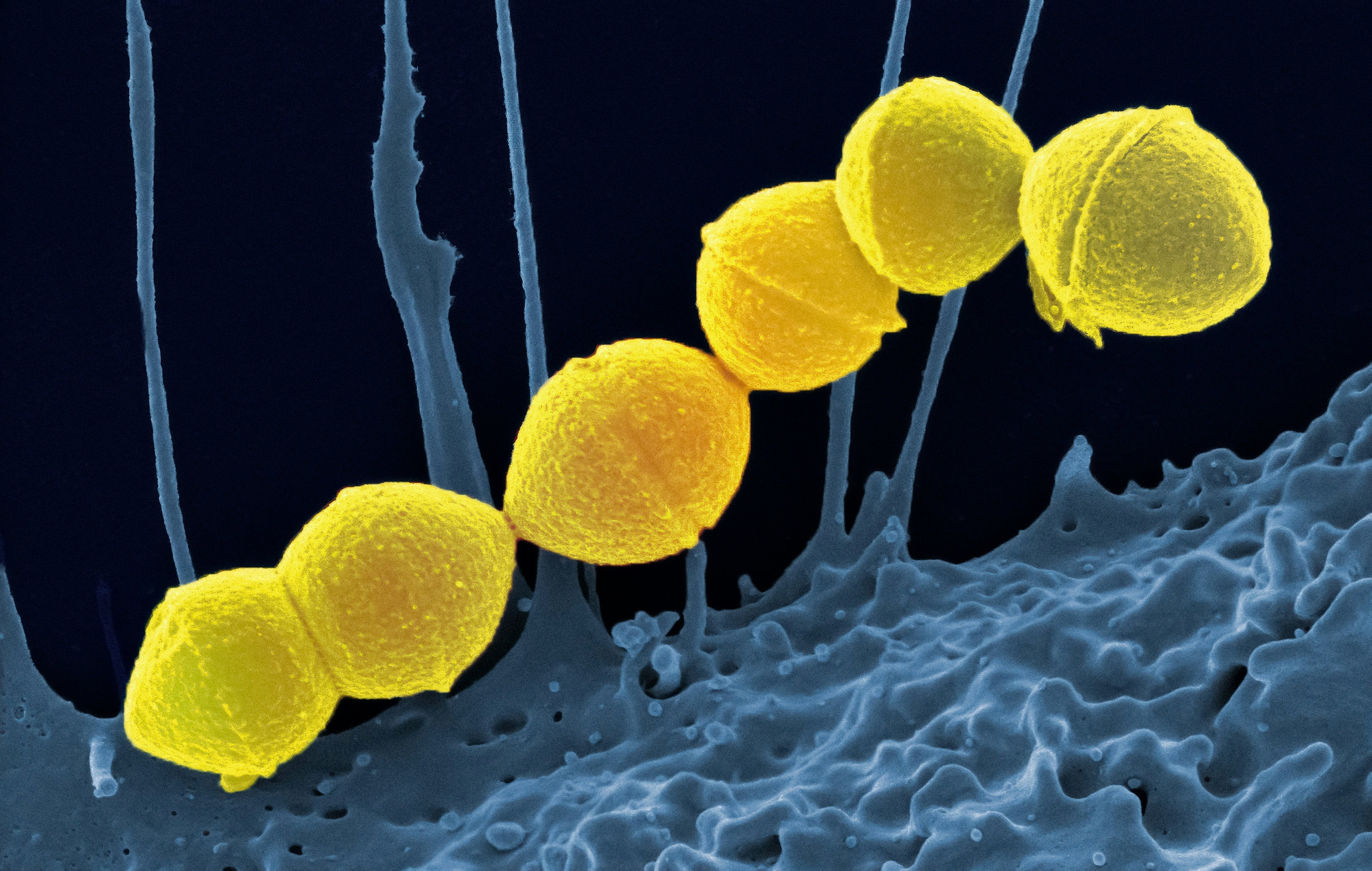 Imagen microscópica de bacterias intestinales, concepto de microbiota y salud intestinal.